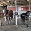 Our cross-ties to tack up. No horse is too big or small!
