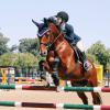 We offer many opportunities for shows and competing.