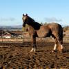 Ferris in one of our covered arenas
