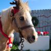 Dasher is dressed up for some Holiday fun.
